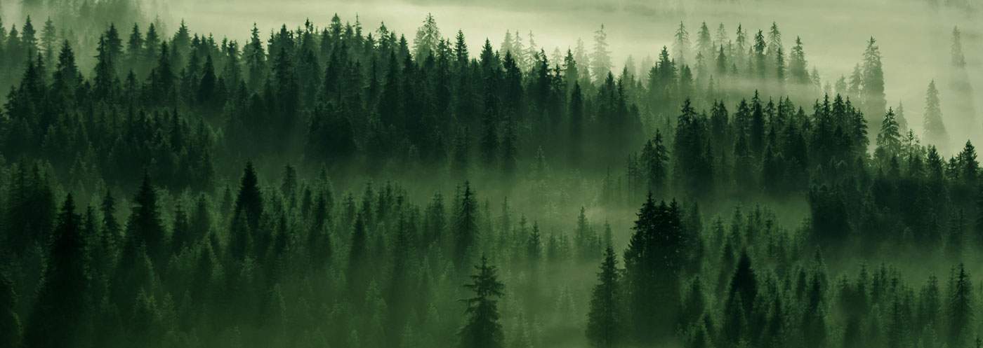 Bild von dunkelgrünem Wald mit Nebel