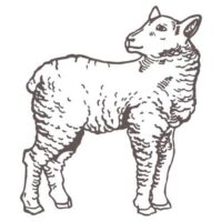 gezeichnetes Lamm mit Wolle für warme Füße im Winter