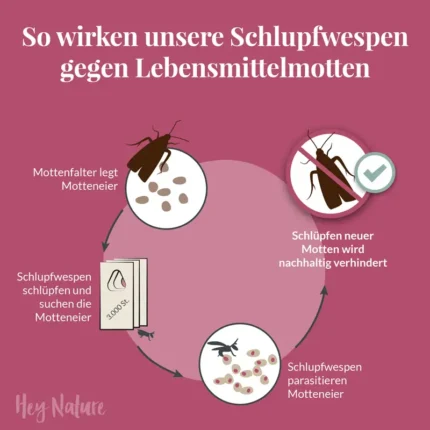 Wie Schlupfwespen gegen Lebensmittelmotten wirken