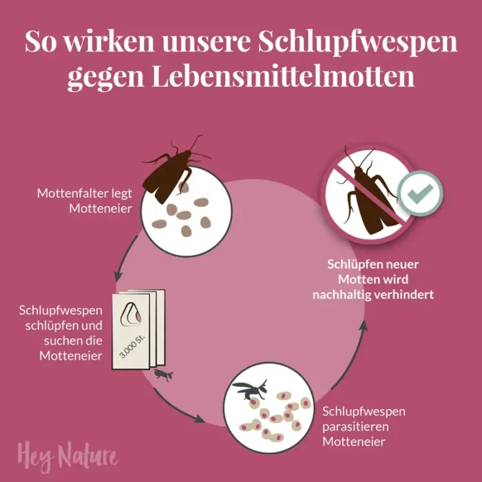 Wie Schlupfwespen gegen Lebensmittelmotten wirken