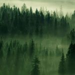 Bild von dunkelgrünem Wald mit Nebel
