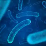 Lactobacillus - mikroskopische Aufnahme von Laktobazillen