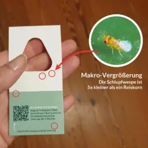 Schlupfwespen auf Karte - stark mit Makro vergrößert