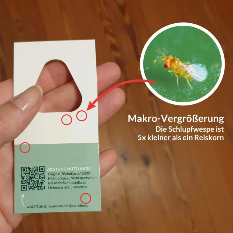 Schlupfwespen auf Karte - stark mit Makro vergrößert