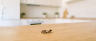 Motten in der Wohnung, in der Küche