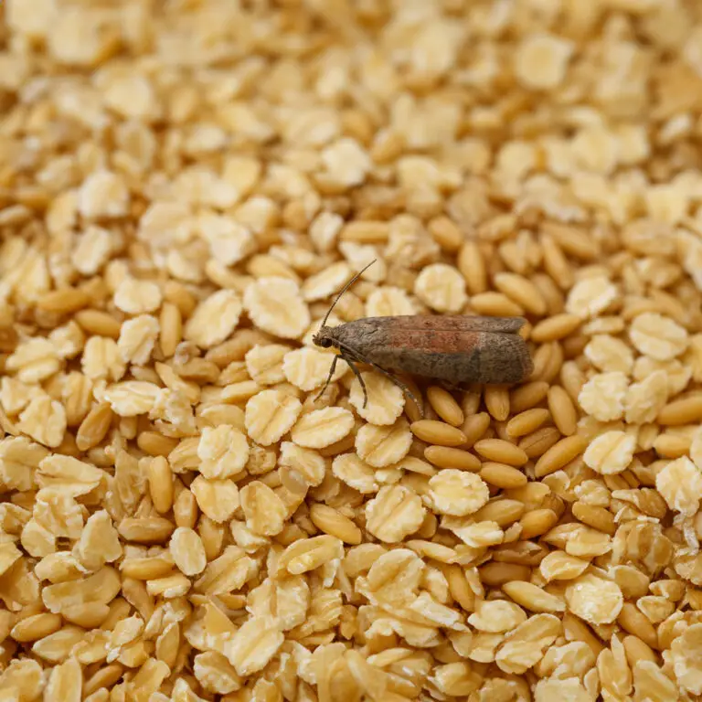 Lebensmittelmotte frisst trockene Lebensmittel