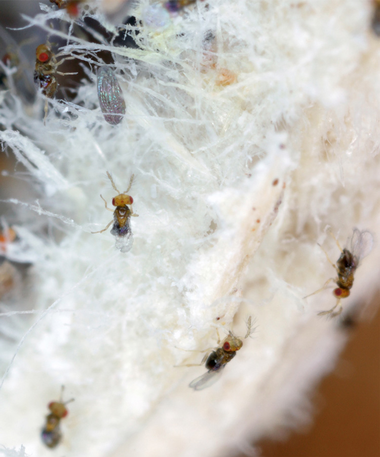 Schlupfwespen im Einsatz gegen Motten