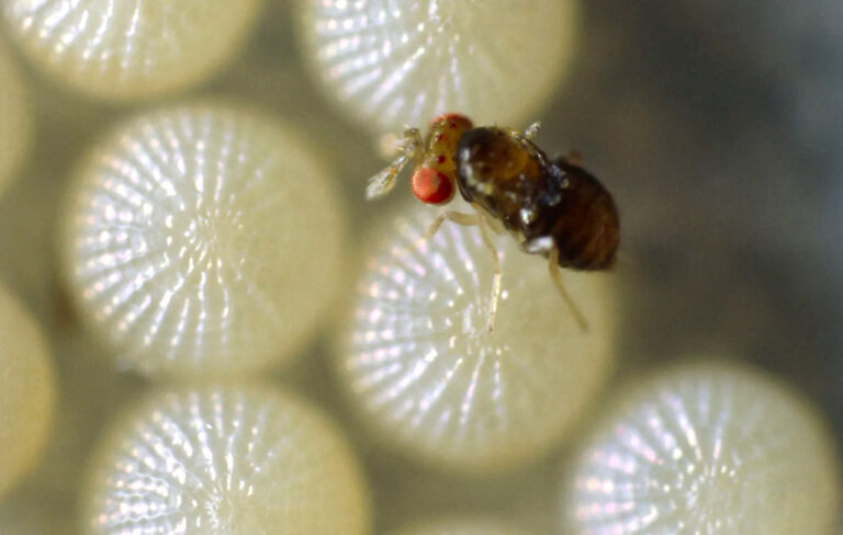 Die Schlupfwespe der Art Trichogramma- evanescens in vergrößerter Makro-Aufnahme legt ihr Ei in ein Mottenei