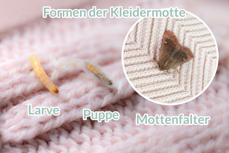 Die verschiedenen Formen der Kleidermotte: Larve, Puppe, Falter