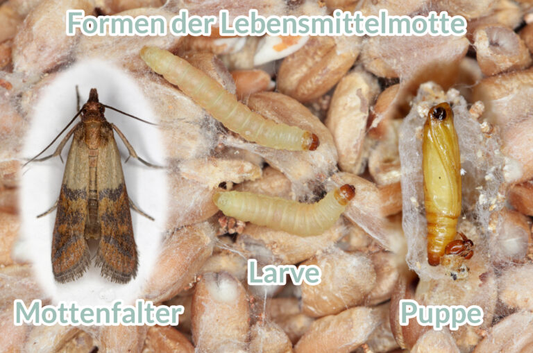 Die verschiedenen Formen der Lebensmittelmotte: Falter, Larve, Puppe