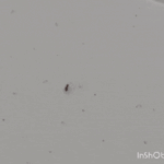 Schlupfwespe in Aktion (reale Animation)