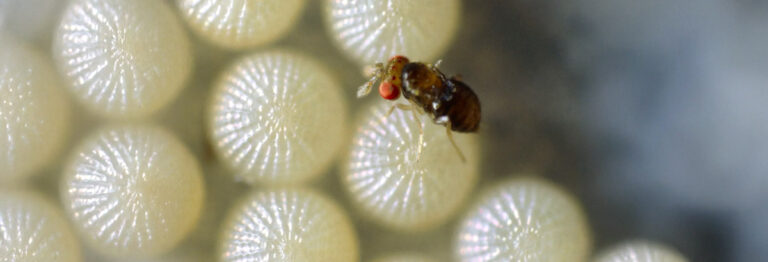 Die Schlupfwespe der Art Trichogramma- evanescens stark vergrößert als Makro-Aufnahme