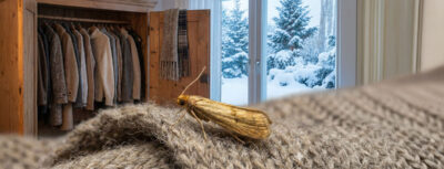Motten im Winter - in einer Wohnung in einem Kleiderschrank