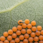Unterschiedliche Schlupfwespen gegen unterschiedliche Schädlinge