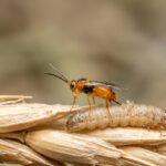 Habrobracon hebetor Schlupfwespe