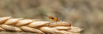 Habrobracon hebetor Schlupfwespe