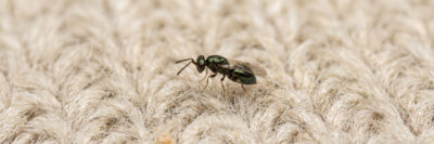 Baryscapus tineivorus Schlupfwespe (Bary-Schlupfwespe)