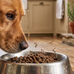 Motten im Hundefutter (Trockenfutter)
