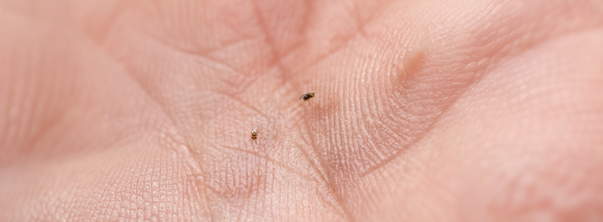 Schlupfwespen stechen nicht - hier in der Hand liegend